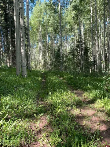 a view of a forest with trees