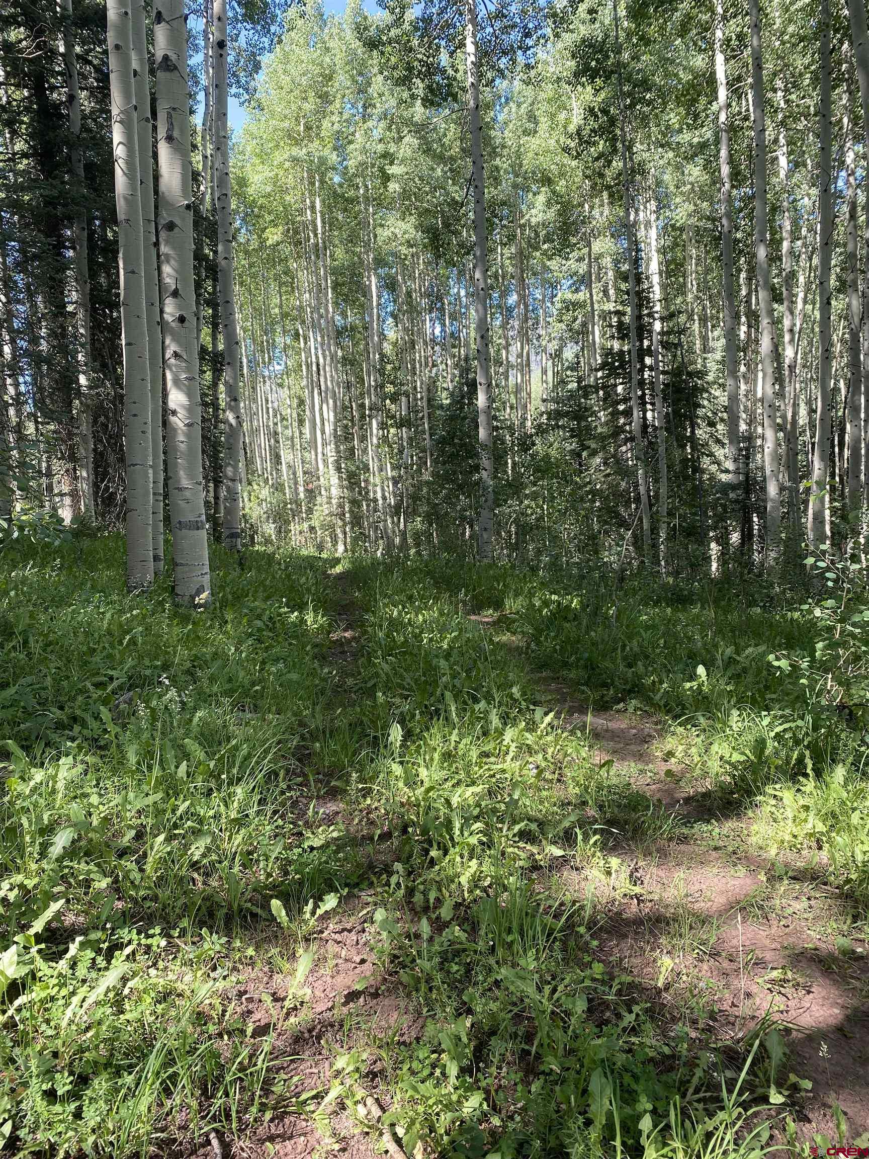 15050 145th Highway Rico, CO 81332 - Photo 4 of 8 a view of a forest with trees