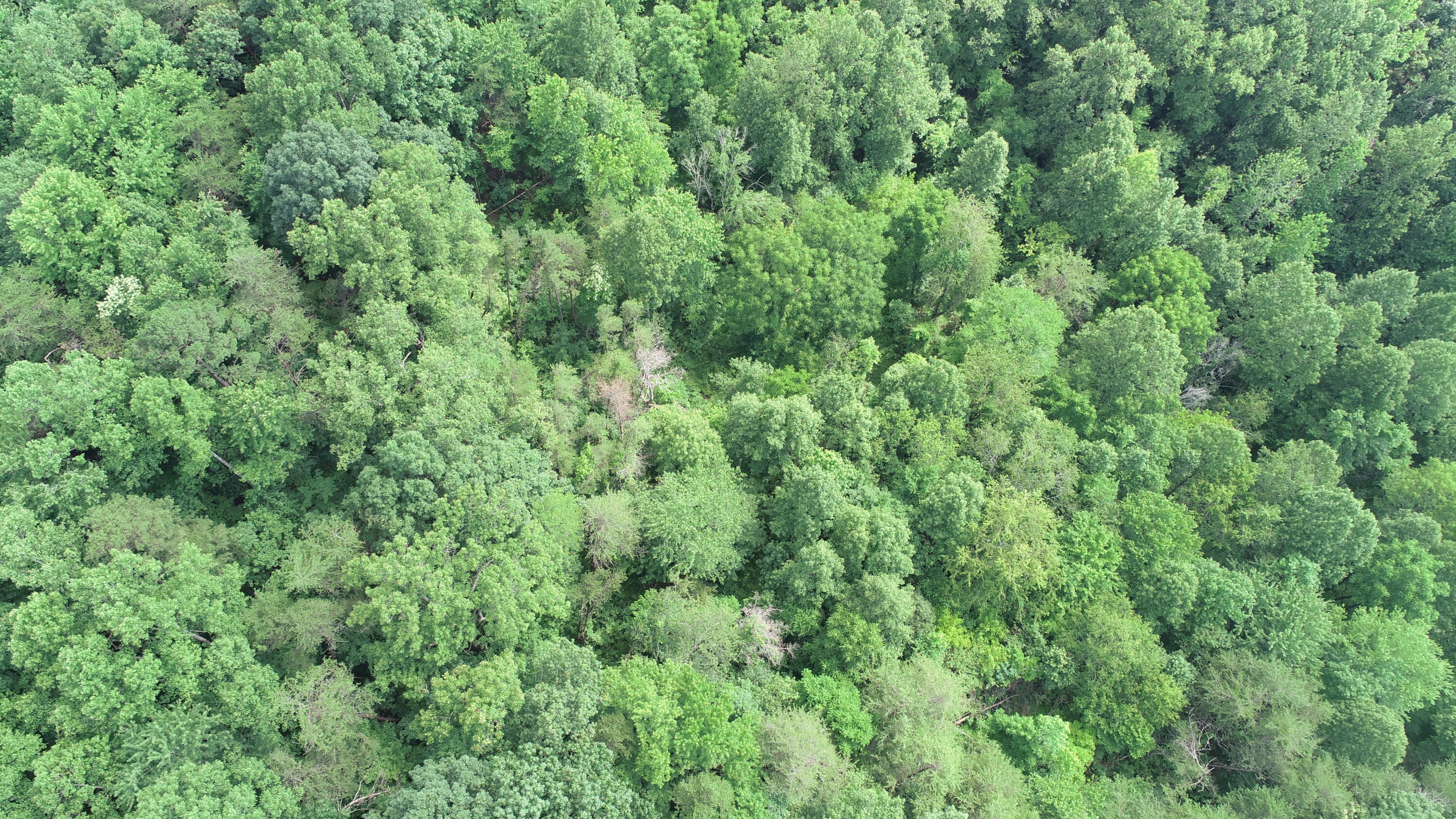 111 James Harris Cemetery Road London, KY 40741 - Photo 7 of 22 DJI_0749