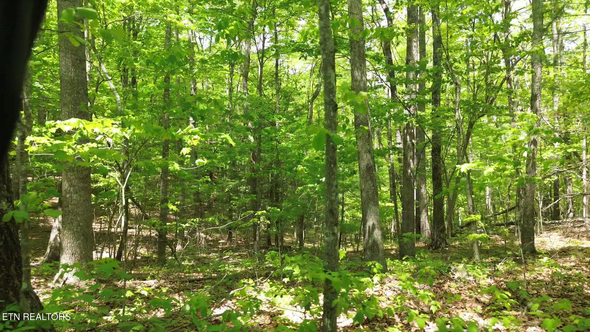 Peter Ford Road Sunbright, TN 37872 - Photo 11 of 26 videoframe_90882