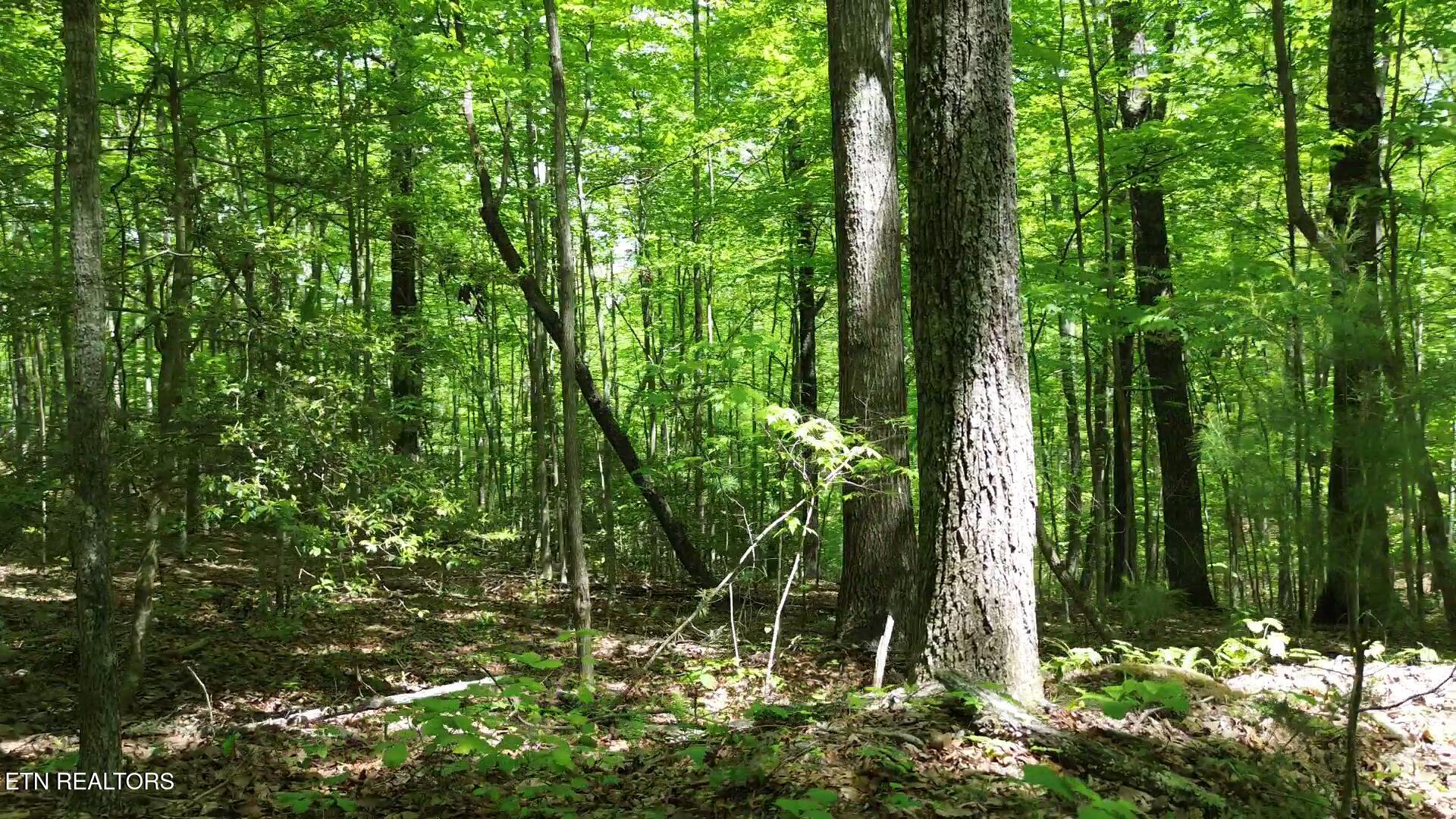 Peter Ford Road Sunbright, TN 37872 - Photo 13 of 26 videoframe_116711