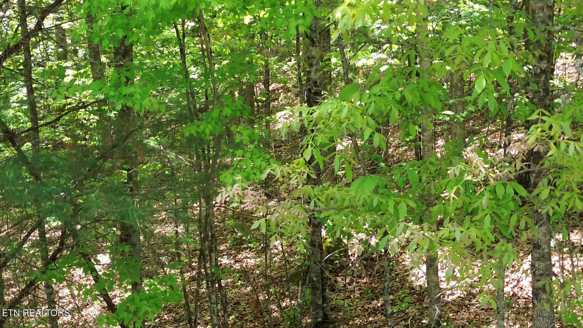 Peter Ford Road Sunbright, TN 37872 - Photo 14 of 26 videoframe_615585