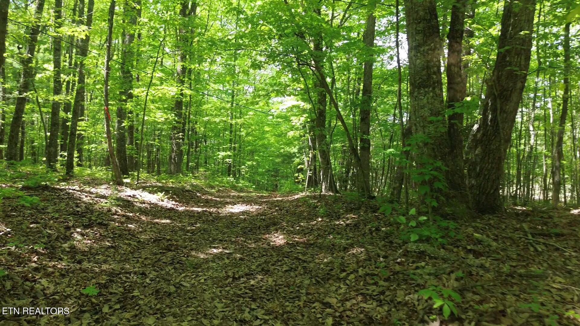 Peter Ford Road Sunbright, TN 37872 - Photo 15 of 26 videoframe_122605