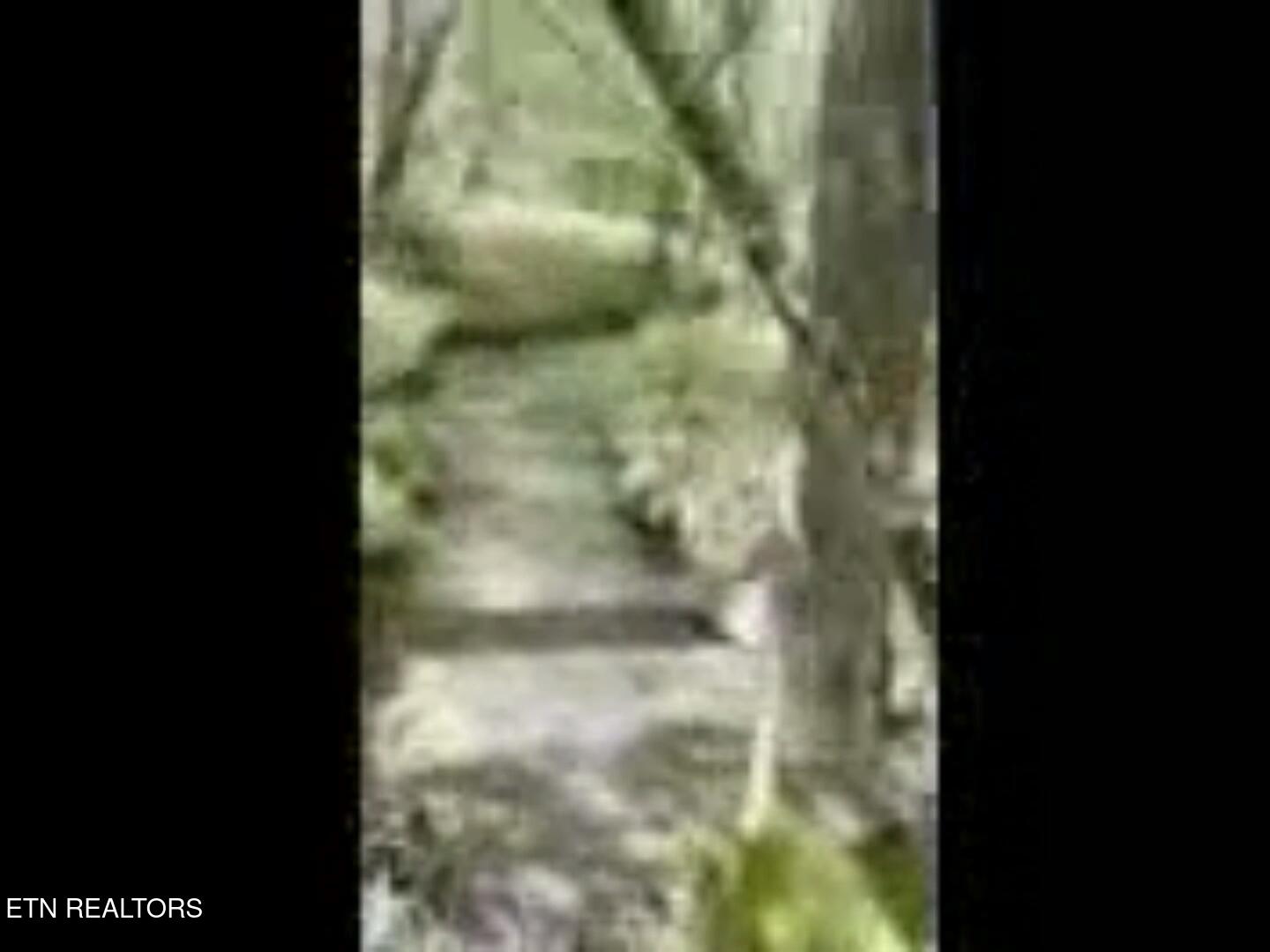 Peter Ford Road Sunbright, TN 37872 - Photo 3 of 26 creek2