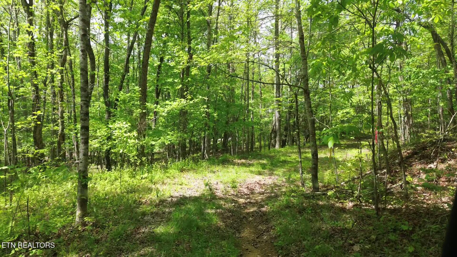 Peter Ford Road Sunbright, TN 37872 - Photo 9 of 26 videoframe_197919