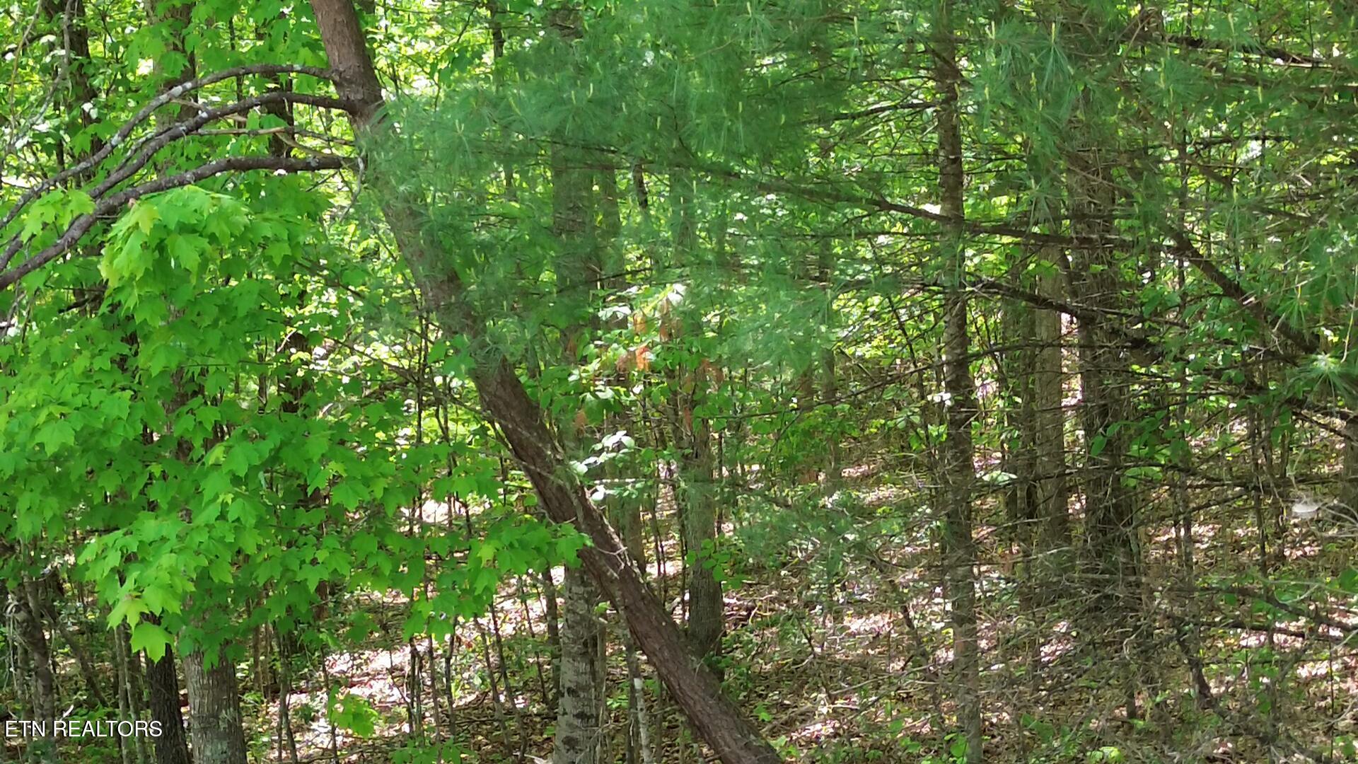 Peter Ford Road Sunbright, TN 37872 - Photo 10 of 26 videoframe_544422