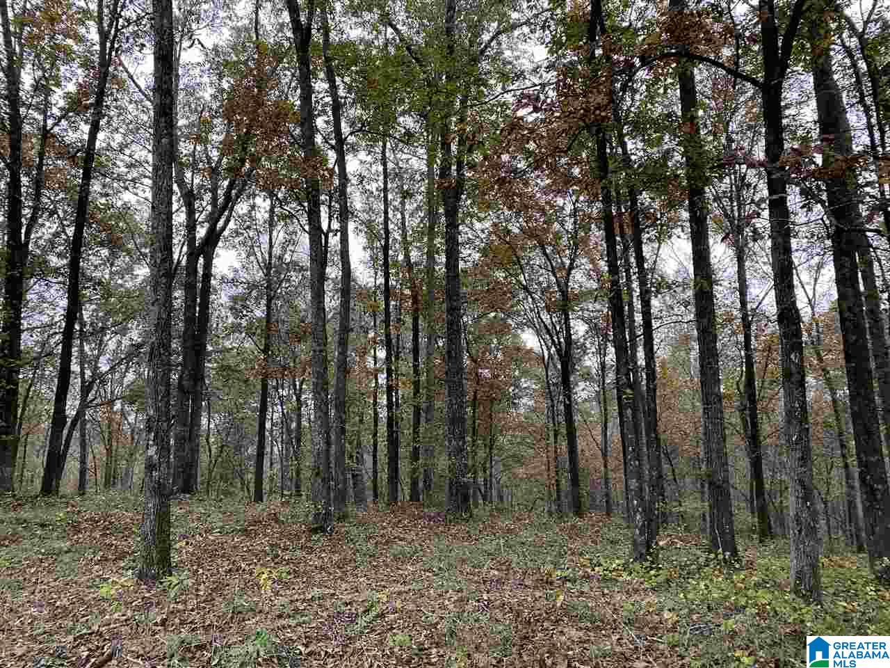 975 Deer Trace Road Pell City, AL 35125 - Photo 2 of 5