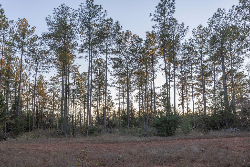 Tbd Barr Chapel Road Edgefield, SC 29824 - Photo 8 of 15