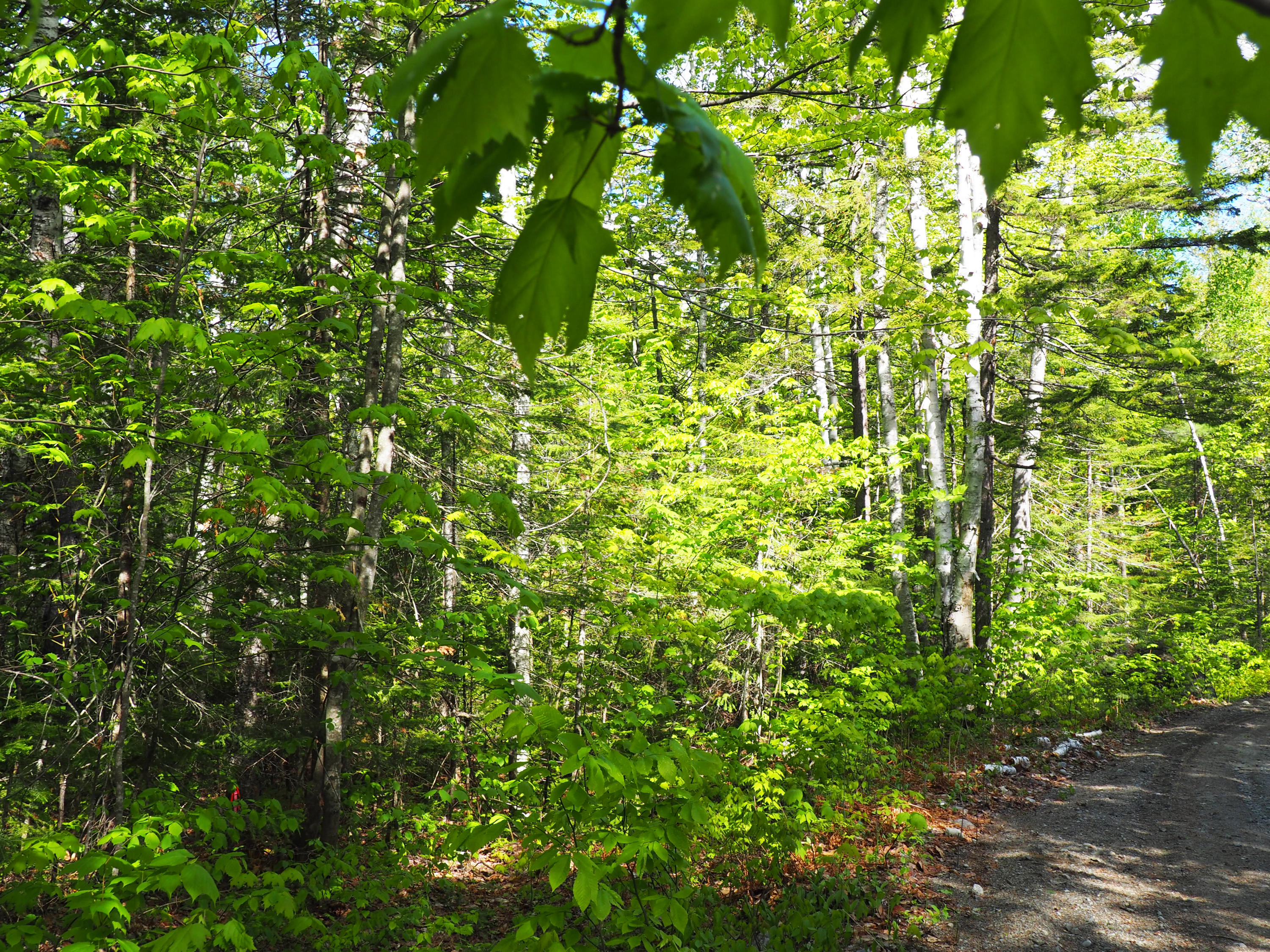 2011 Brook Falls Road Kingfield, ME 04947 - Photo 5 of 9 Easy access to trails