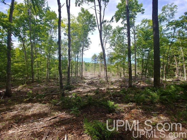 40-acres Co Rd 467 Germfask, MI 49836 - Photo 7 of 22