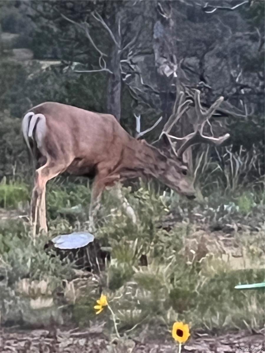 13045 Picketwire Road Boncarbo, CO 81024 - Photo 37 of 40 a view of a backyard