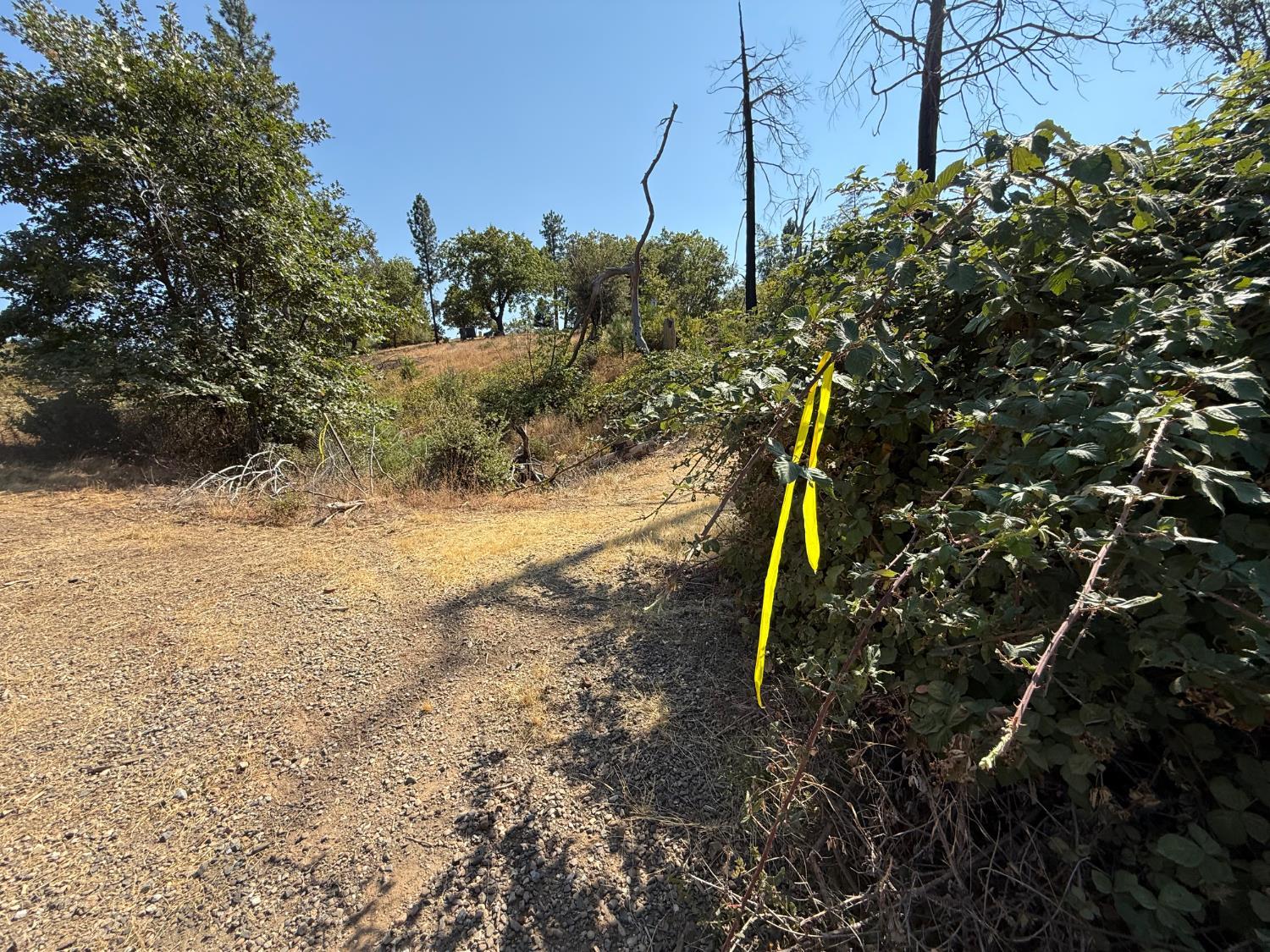 9985 Wendell Road Mountain Ranch, CA 95246 - Photo 77 of 83 Road that leads to potential building site.