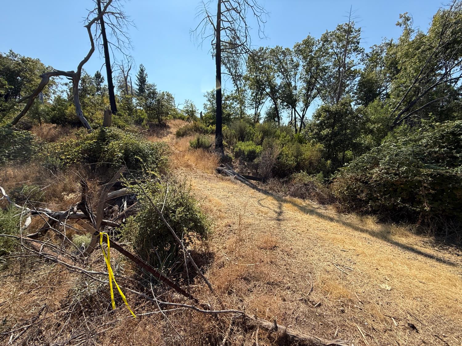 9985 Wendell Road Mountain Ranch, CA 95246 - Photo 79 of 83 Road that leads to building site.