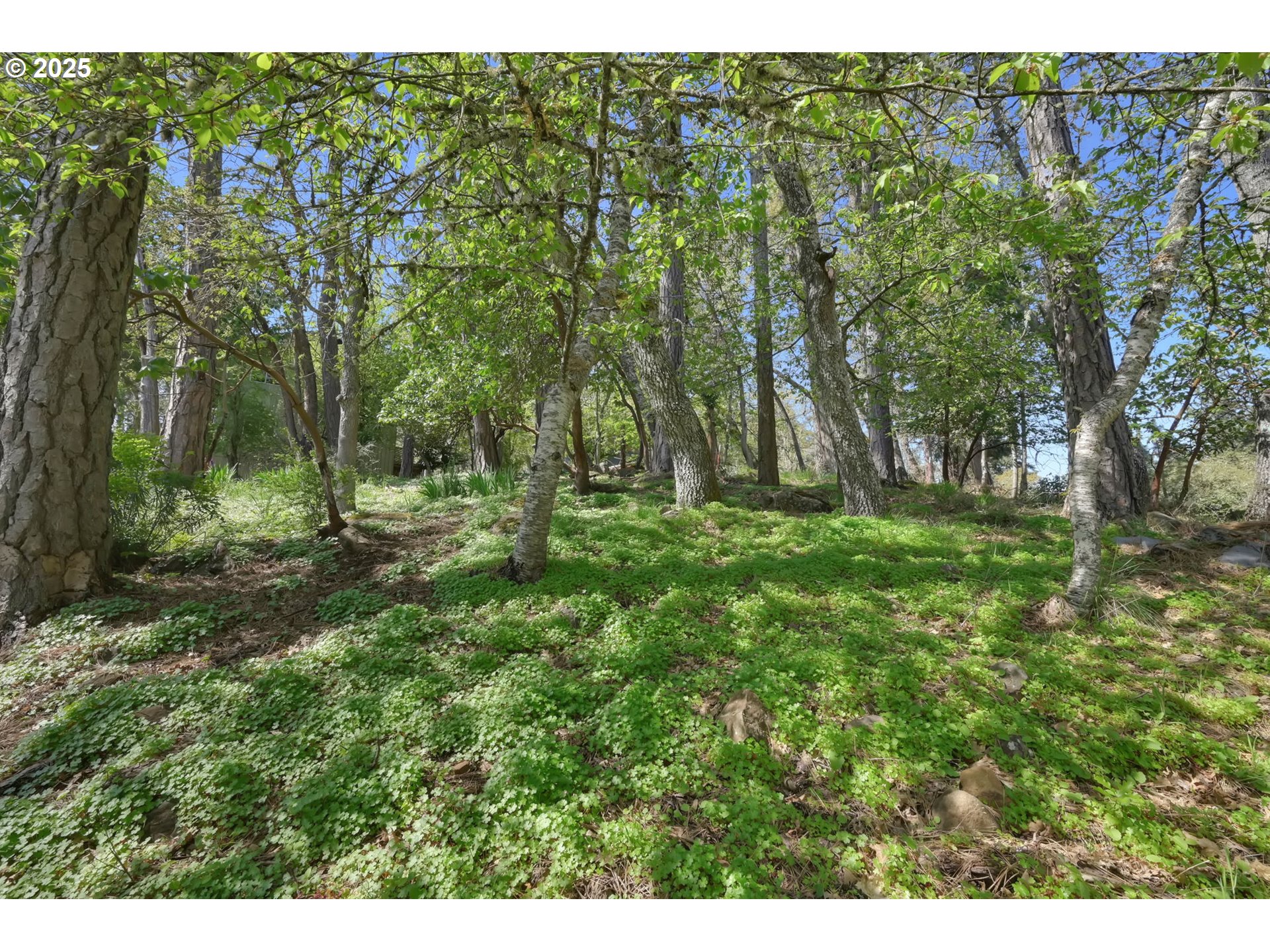 22 Prall Lane Eugene, OR 97405 - Photo 40 of 43 a view of outdoor space with trees all around