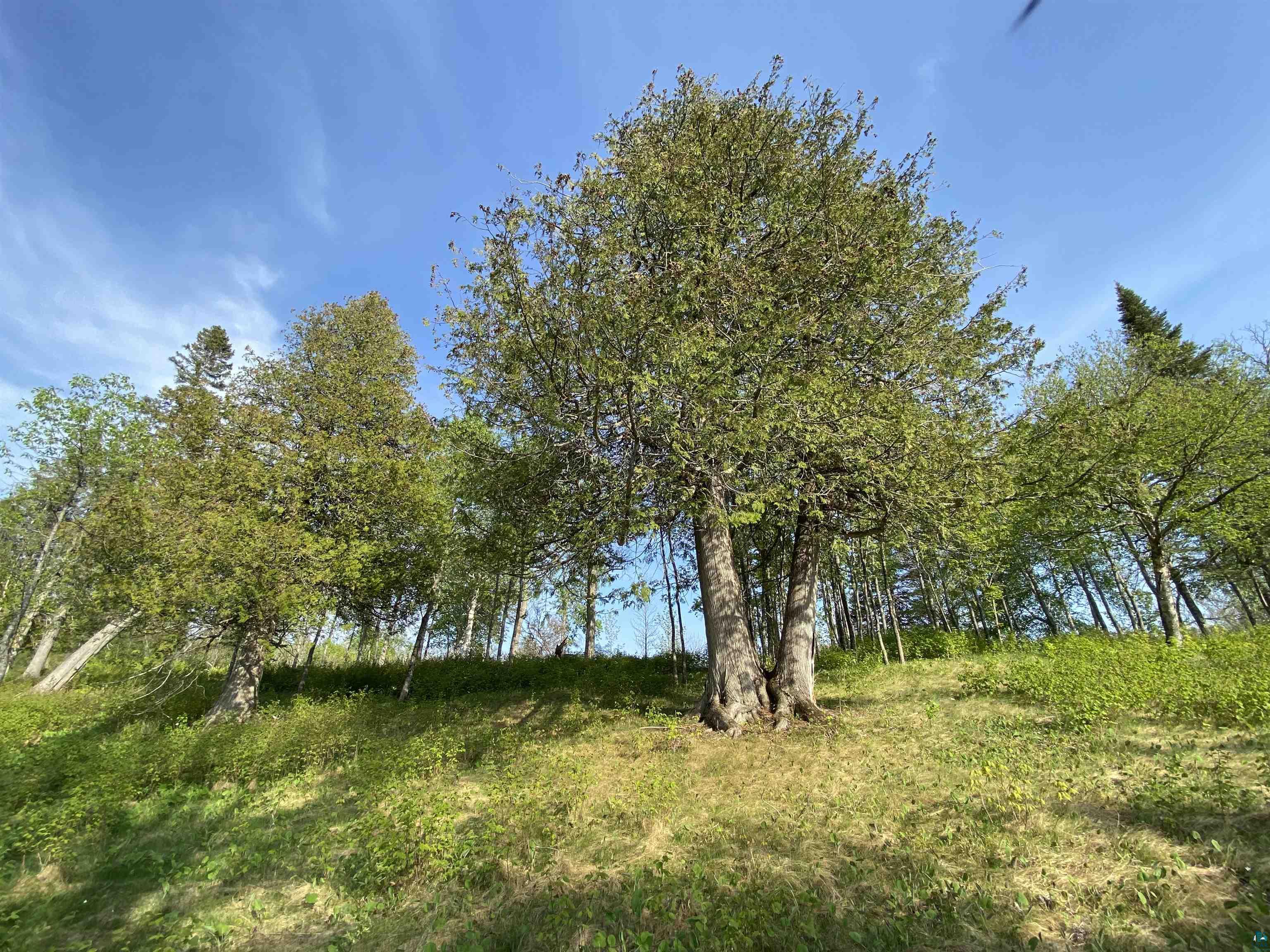 932 Pike Lake Road Grand Marais, MN 55604 - Photo 13 of 21