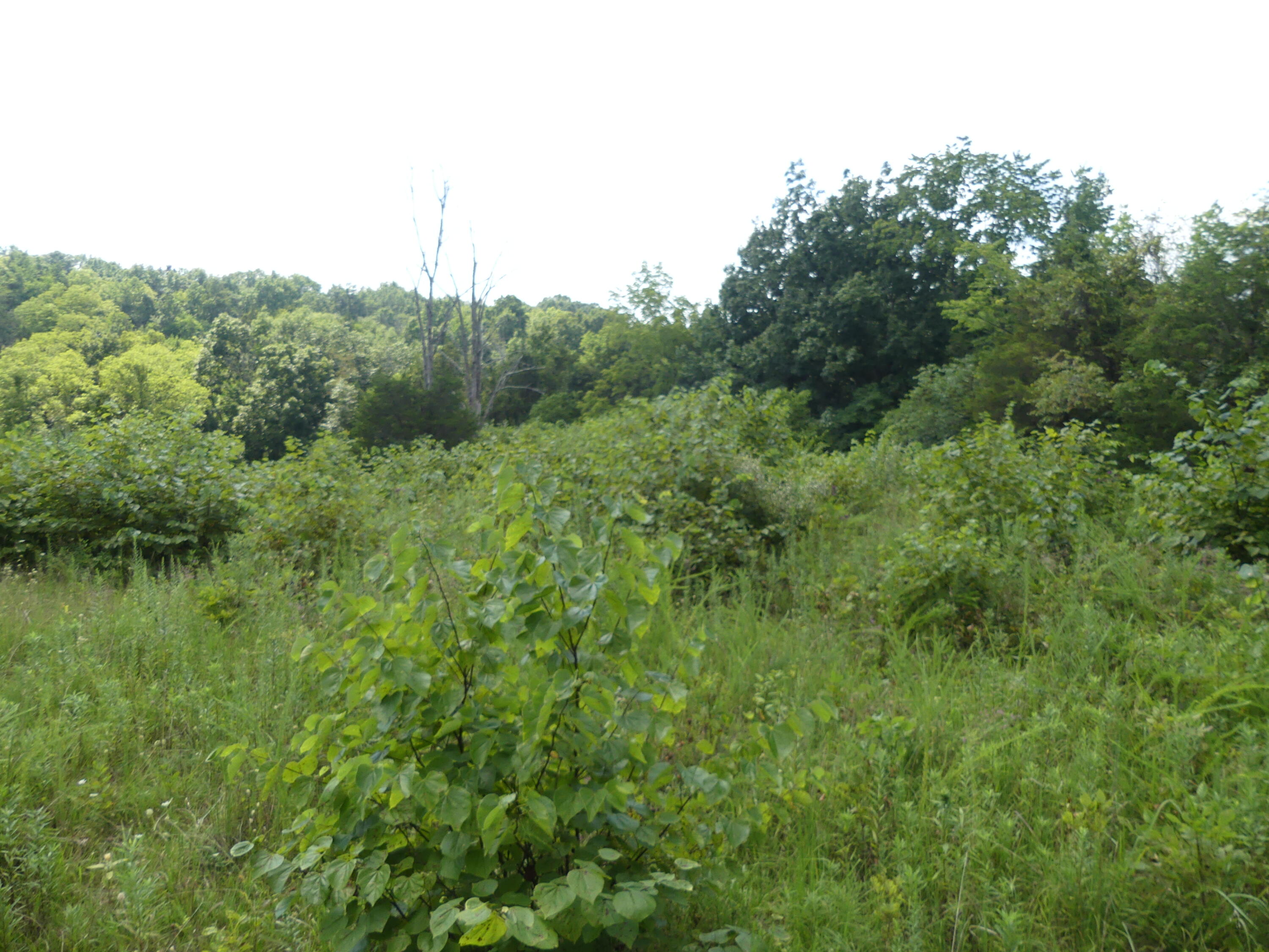 1040 Delaney Road Lawrenceburg, KY 40342 - Photo 50 of 55 P1020058