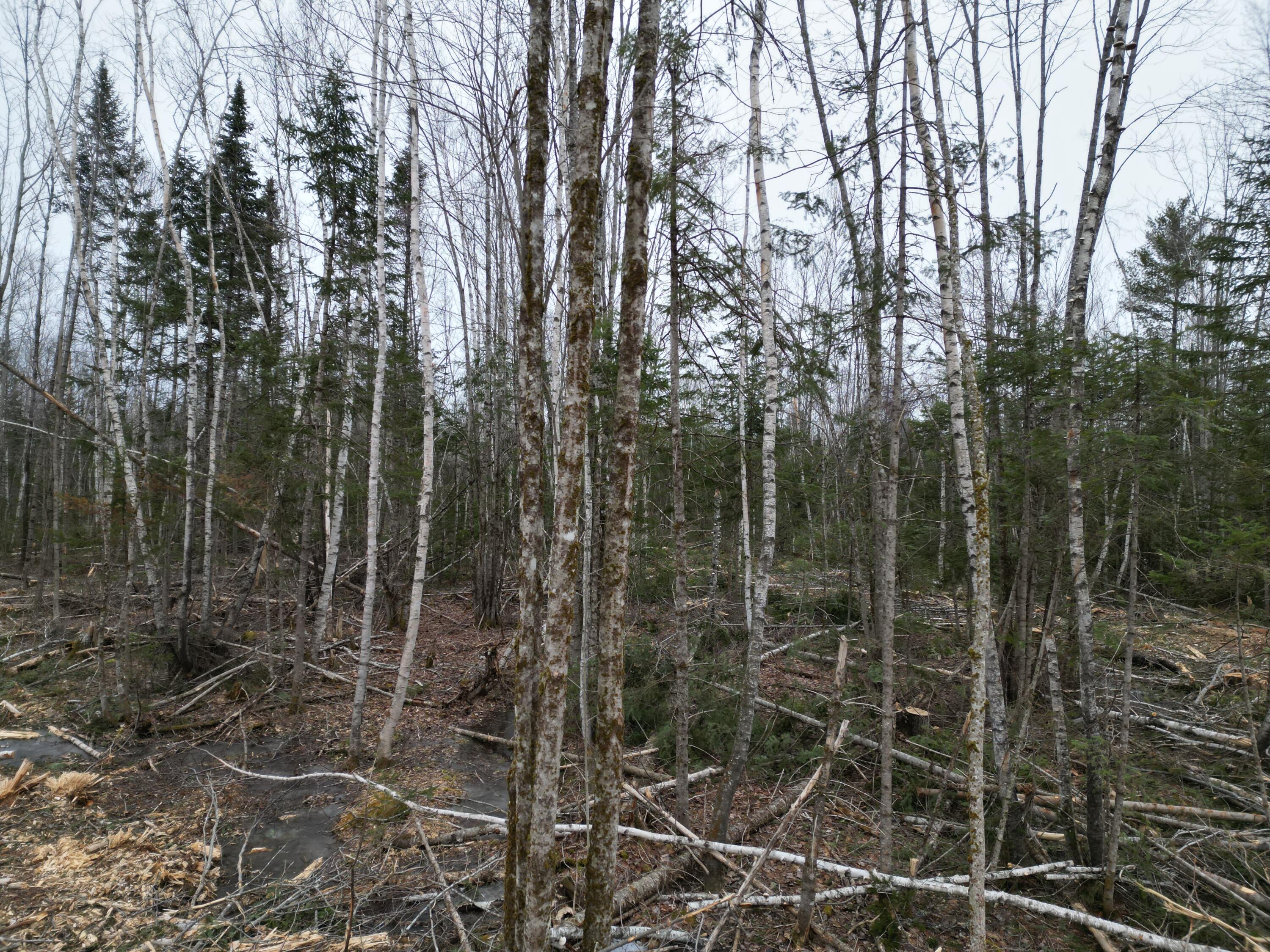 Lot 52.3 Lagrange Road Milo, ME 04463 - Photo 13 of 24 DJI_0240
