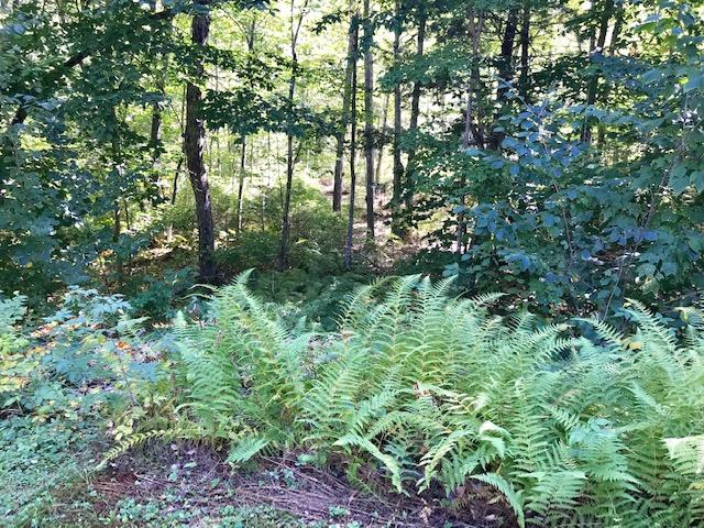 65 Brown Cove Road Windham, ME 04062 - Photo 23 of 29 Looking into the woods