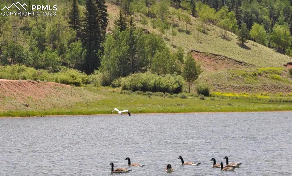 1313 Spring Valley Drive Divide, CO 80814 - Photo 19 of 25 a view of a swimming pool and a yard