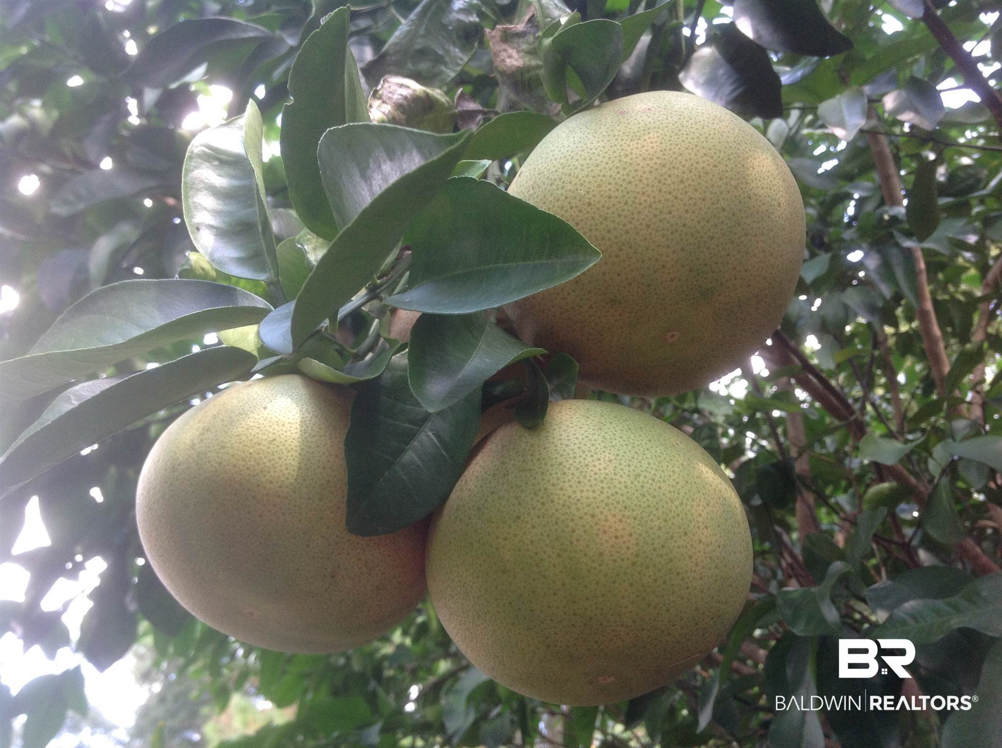 8932 Shoenight Circle Foley, AL 36535 - Photo 29 of 30 Grapefruit Tree