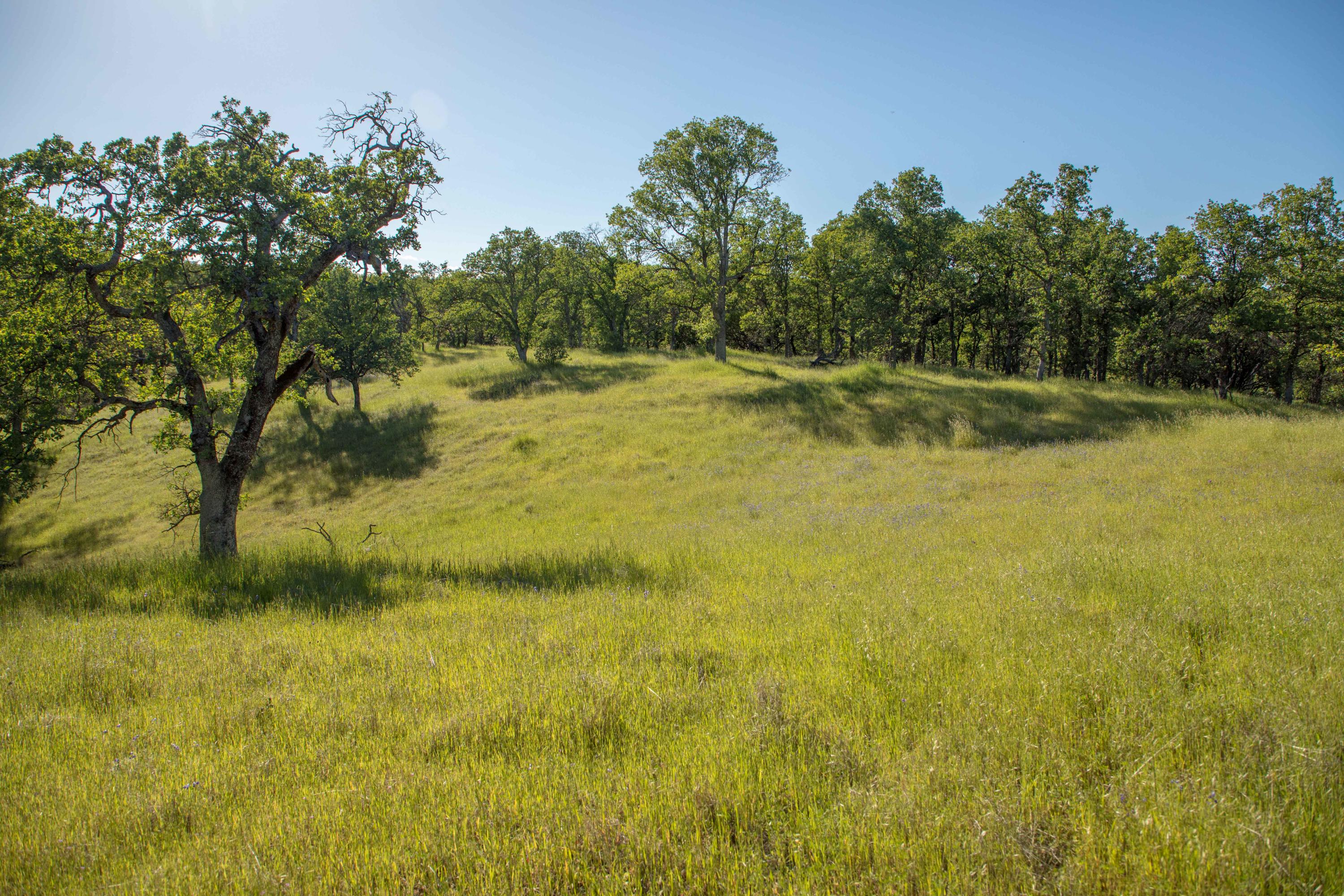 Quail Ridge Cottonwood, CA 96022 - Photo 9 of 27 254A8500