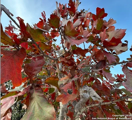 $383,000 | 140 County Road 7866, Devine, TX 78016