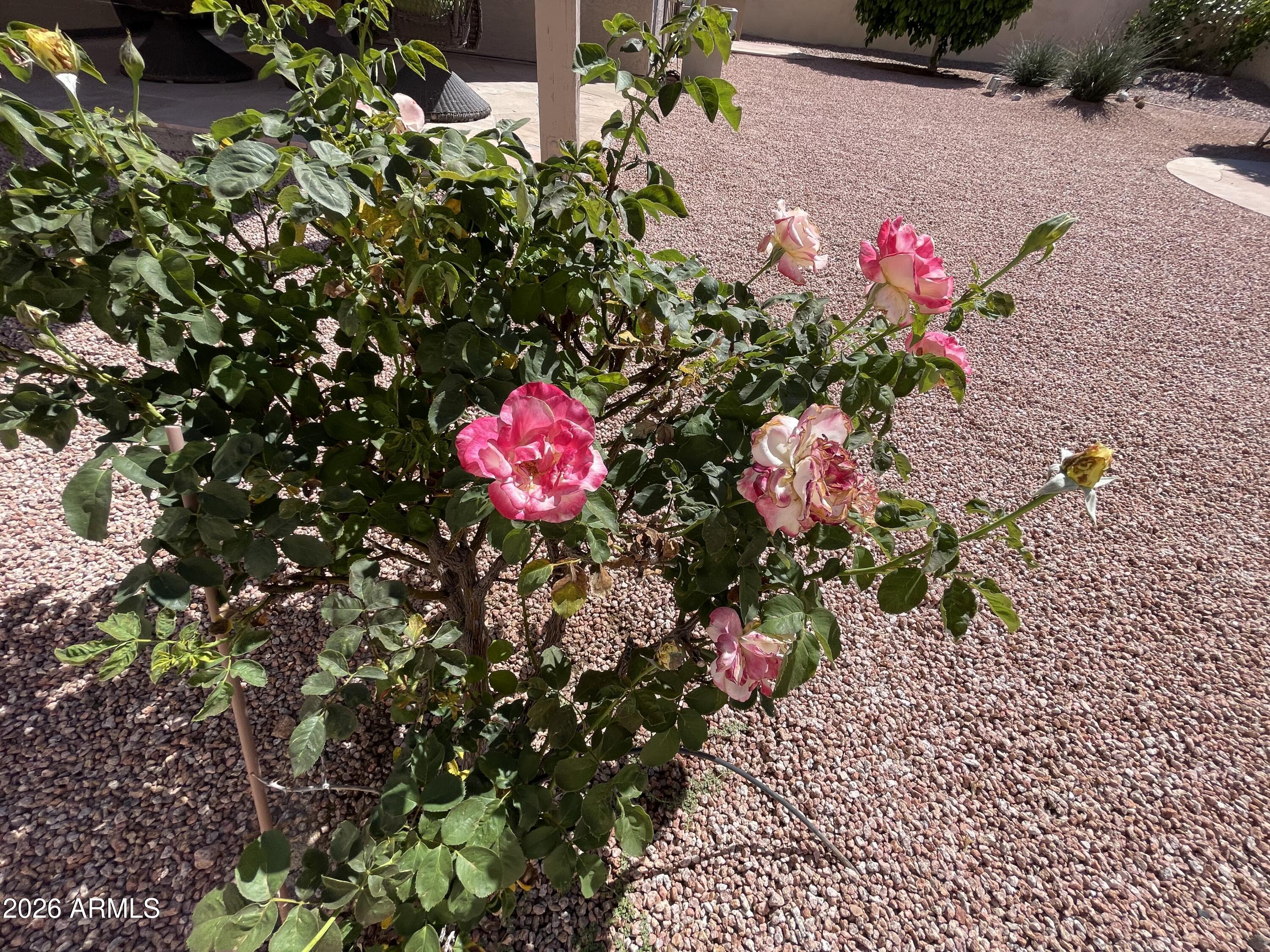 4377 East Coolbrook Avenue Phoenix, AZ 85032 - Photo 43 of 54 IMG_5353