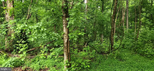 a view of a lush green forest