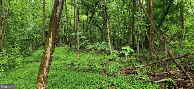 a view of a lush green forest