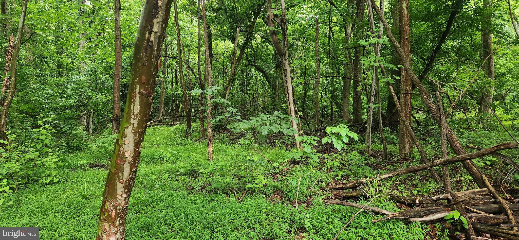 Bensville Road White Plains, MD 20695 - Photo 7 of 14 a view of a lush green forest