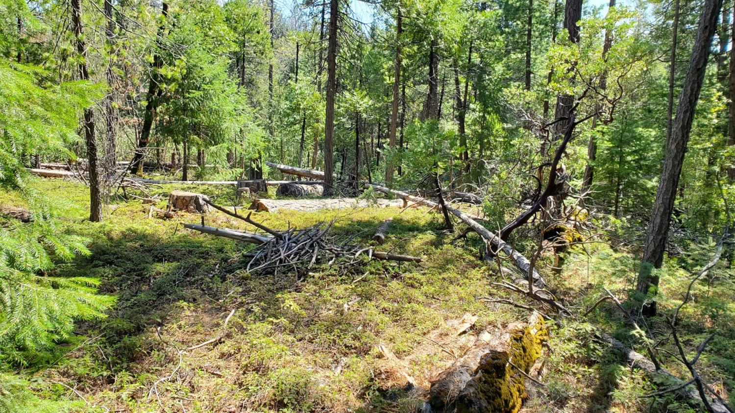 5-acres Cable Road Camino, CA 95709 - Photo 3 of 12 Gallery Image 3