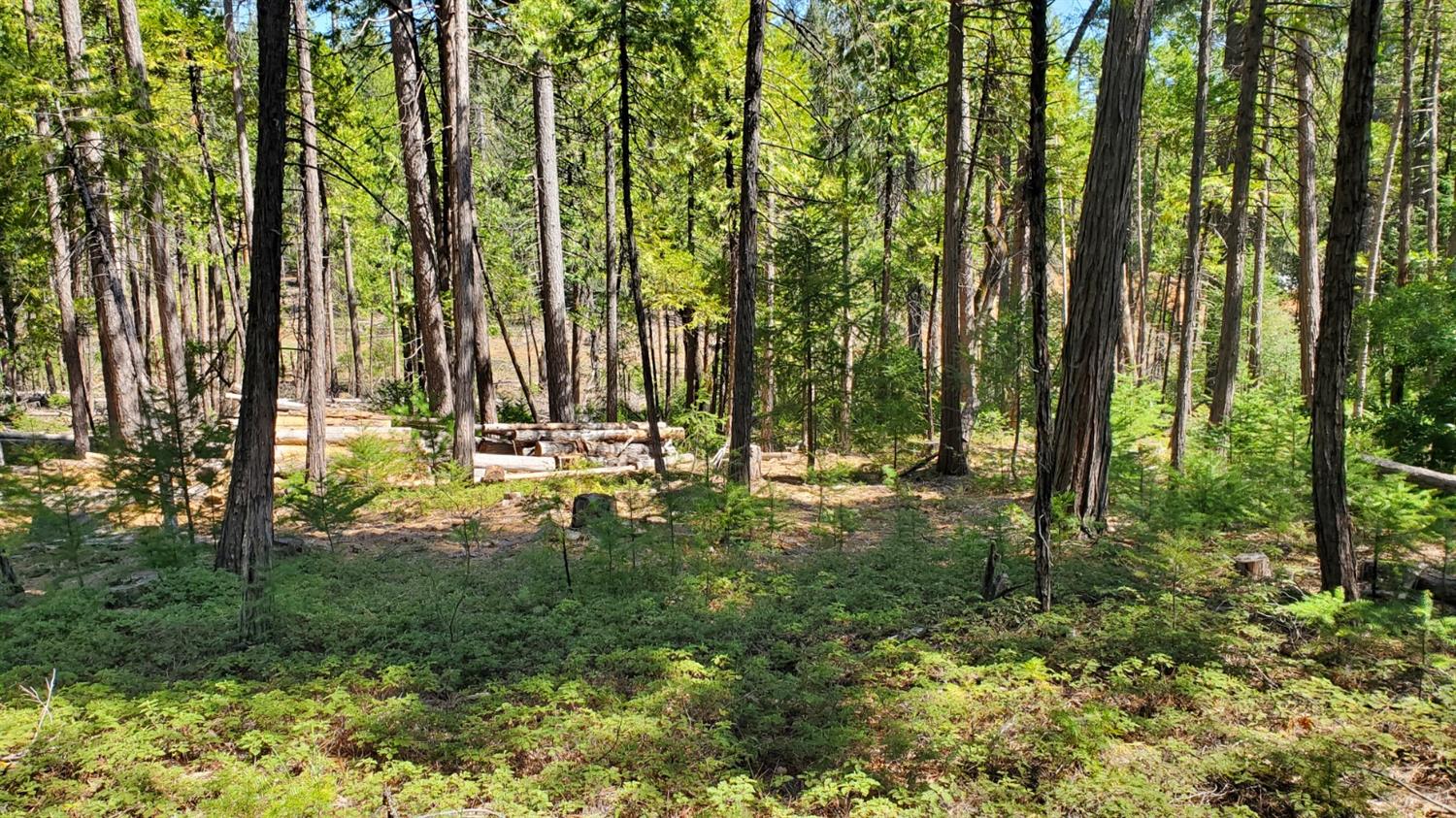 5-acres Cable Road Camino, CA 95709 - Photo 4 of 12 Gallery Image 4