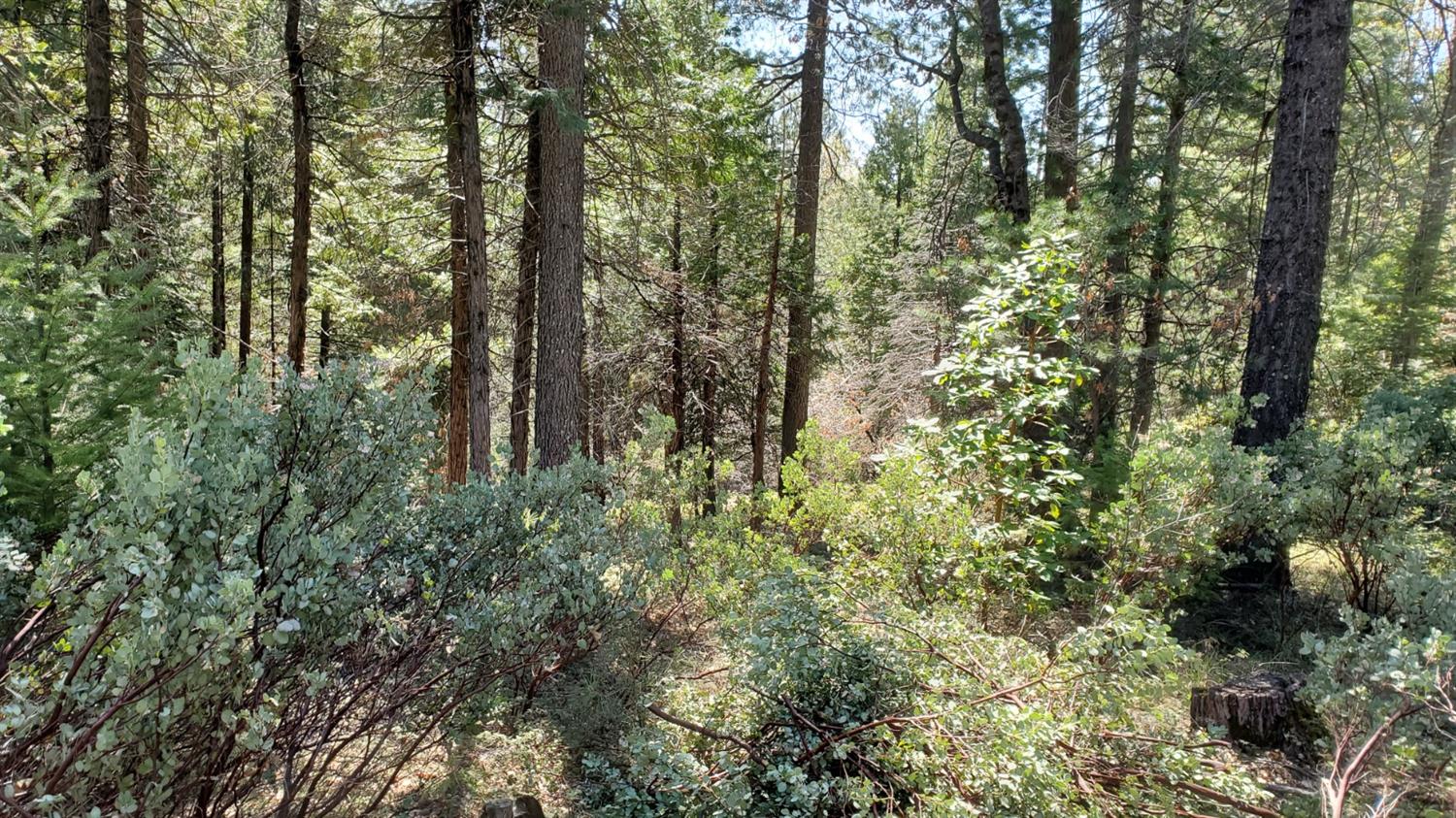 5-acres Cable Road Camino, CA 95709 - Photo 5 of 12 Gallery Image 5