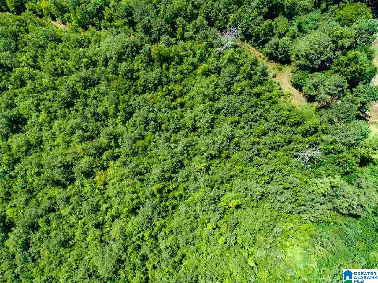 Broken Arrow Road Goodwater, AL 35072 - Photo 13 of 28