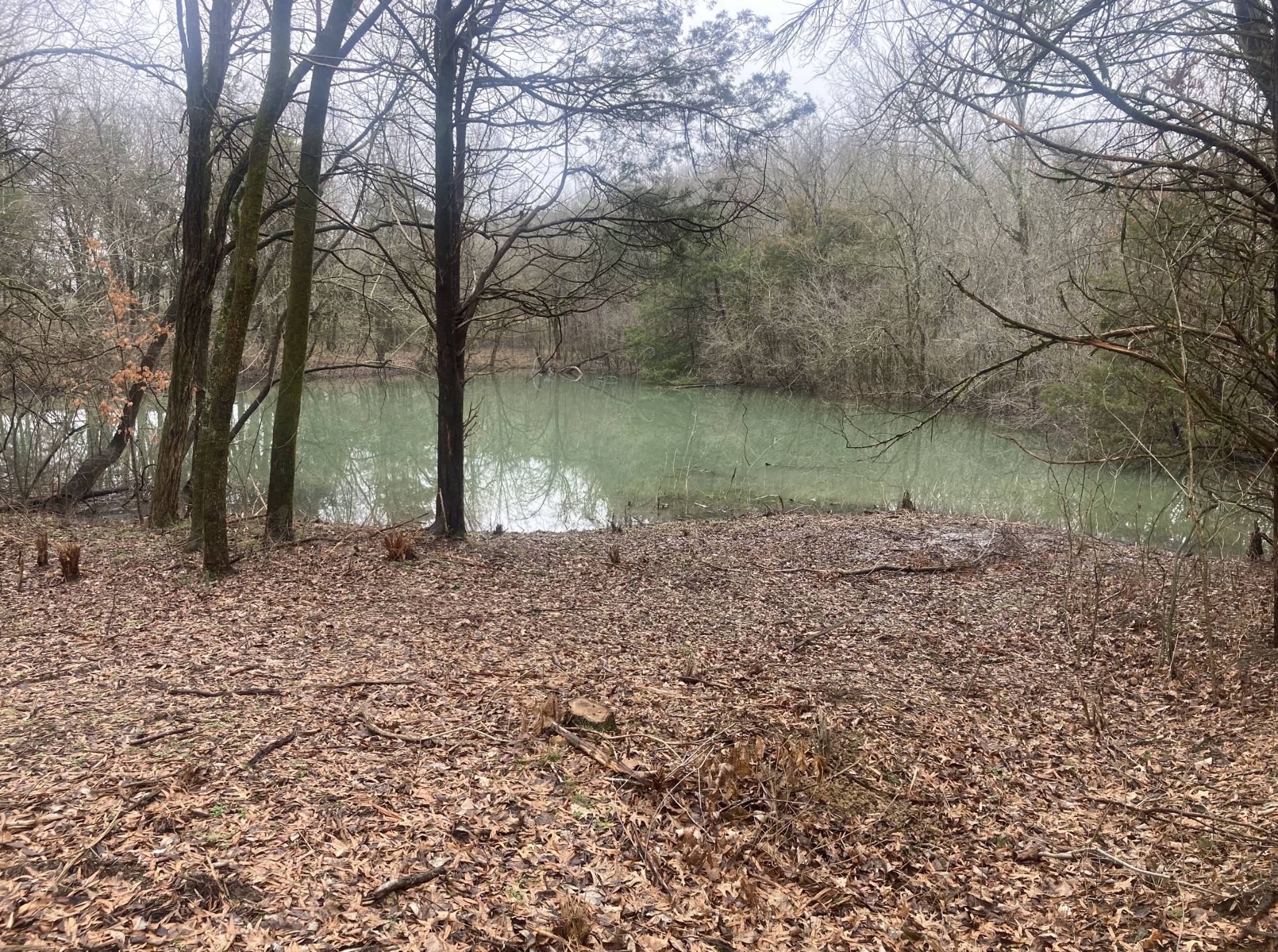 a view of a forest with trees