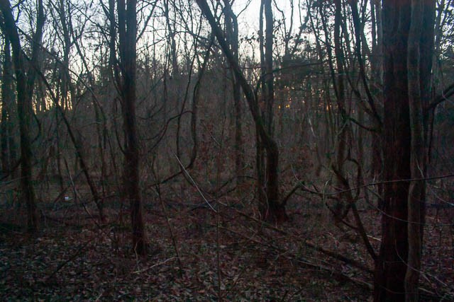 0 Taliaferro Road Eagleville, TN 37060 - Photo 18 of 21 a view of forest