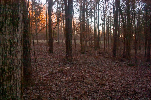 0 Taliaferro Road Eagleville, TN 37060 - Photo 19 of 21 a view of backyard with green space