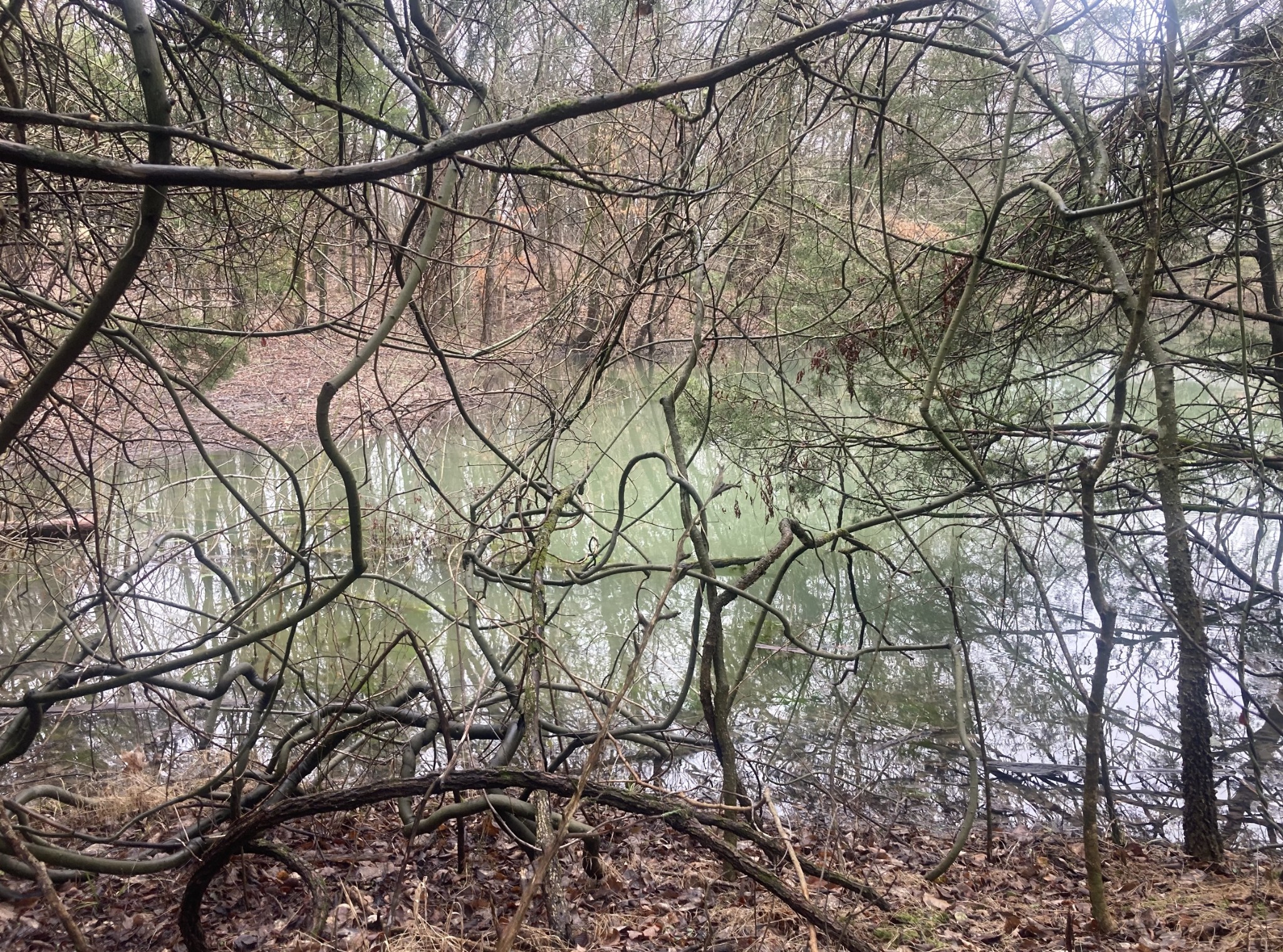 0 Taliaferro Road Eagleville, TN 37060 - Photo 4 of 21 a backyard of a house with lots of green space
