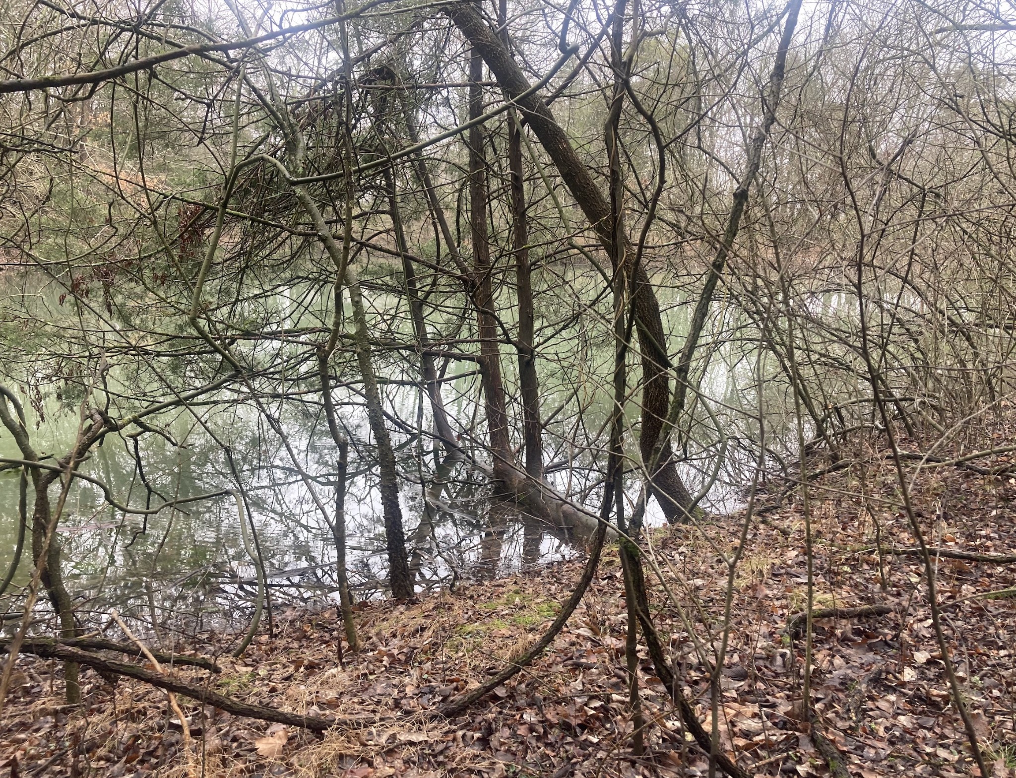 0 Taliaferro Road Eagleville, TN 37060 - Photo 5 of 21 a view of a tree