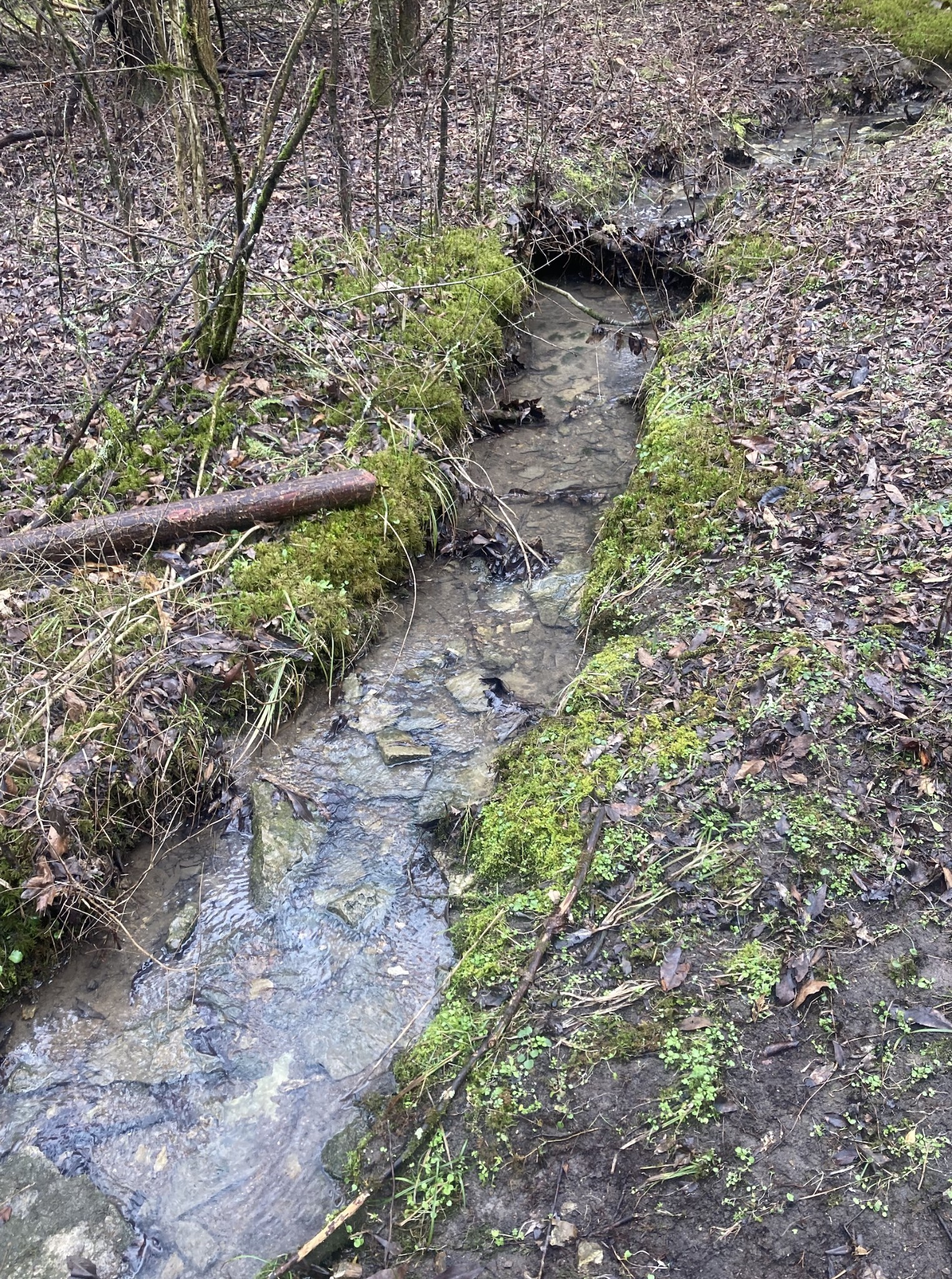0 Taliaferro Road Eagleville, TN 37060 - Photo 7 of 21 a backyard of a house with lots of plants and trees