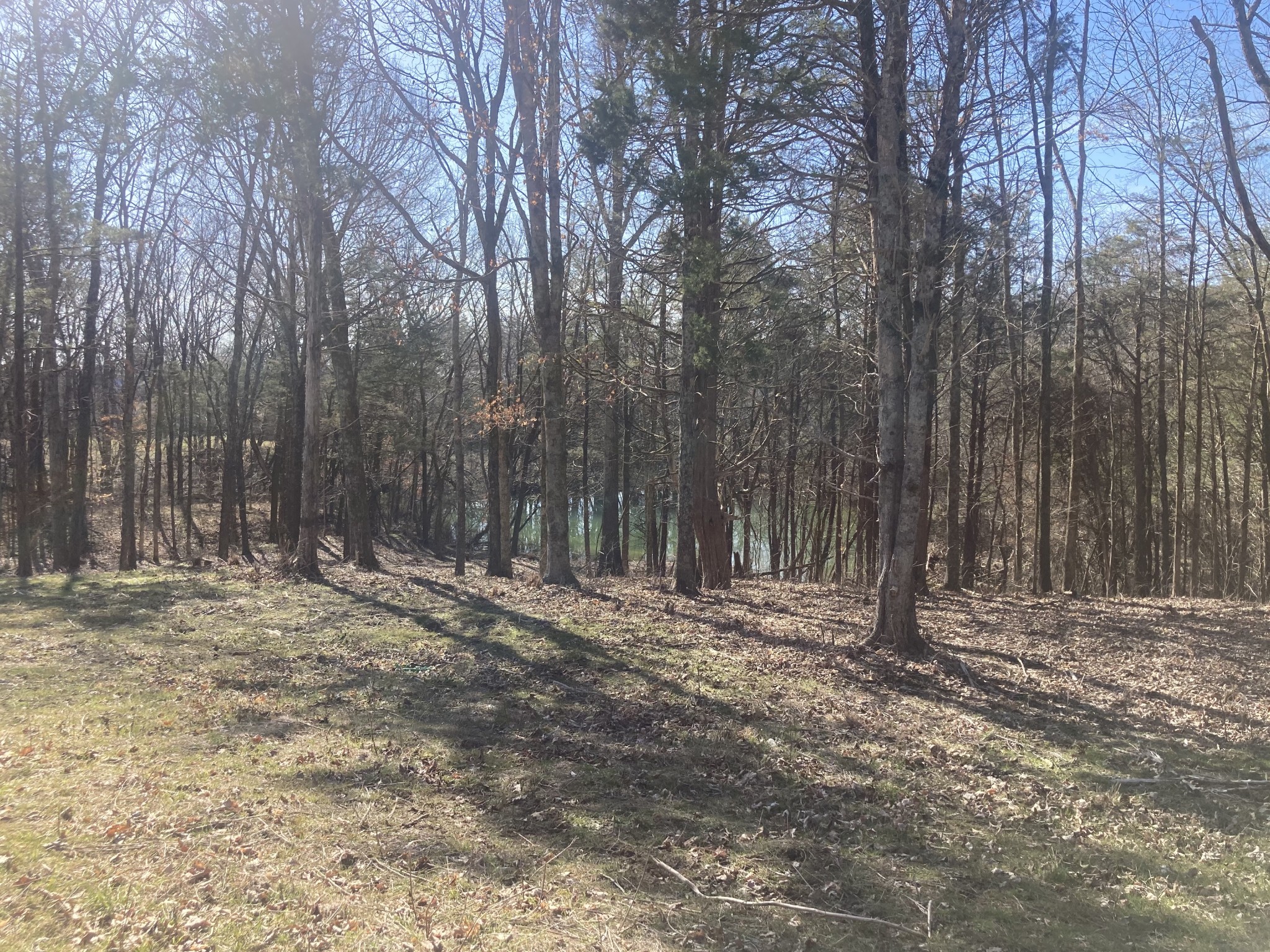 0 Taliaferro Road Eagleville, TN 37060 - Photo 10 of 21 a view of a backyard with large trees