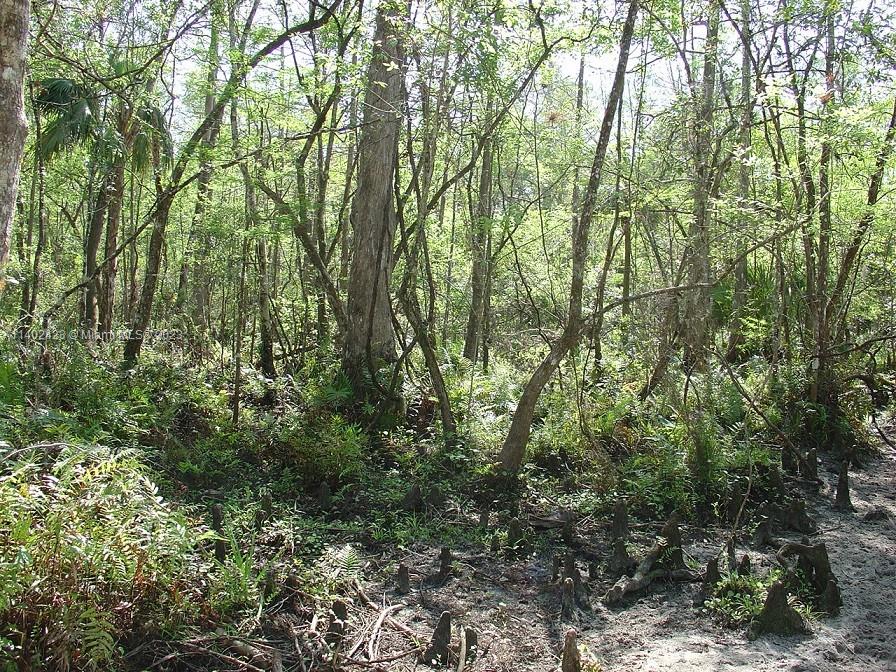 975 Silver Lake Road LaBelle, FL 33935 - Photo 21 of 30 Gallery Image 21