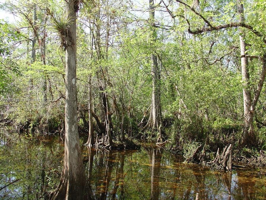 975 Silver Lake Road LaBelle, FL 33935 - Photo 23 of 30 Gallery Image 23