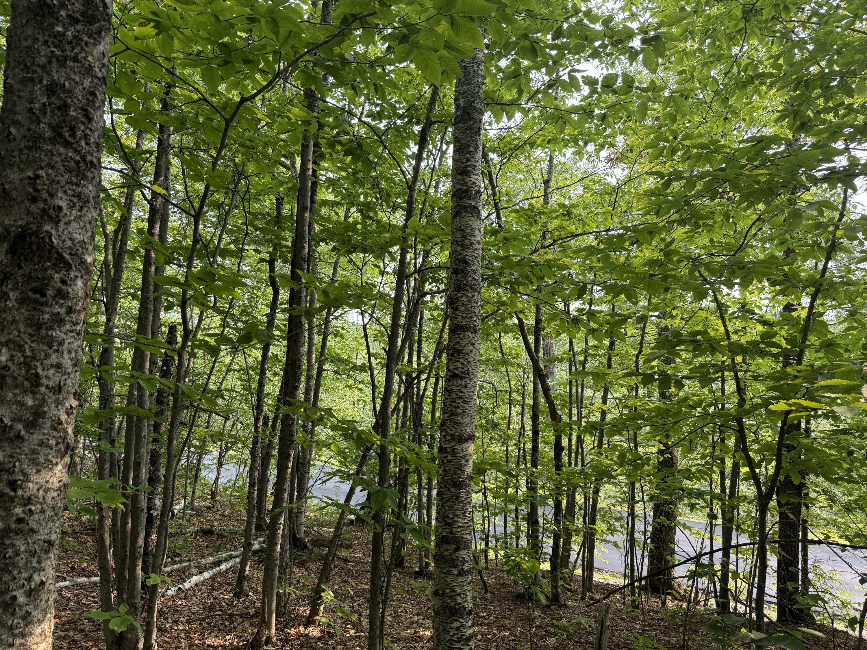 Lot 15-3b Sweden Road Bridgton, ME 04009 - Photo 5 of 8 Photo 4