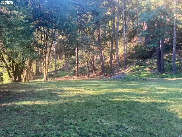 a garden view with tall trees