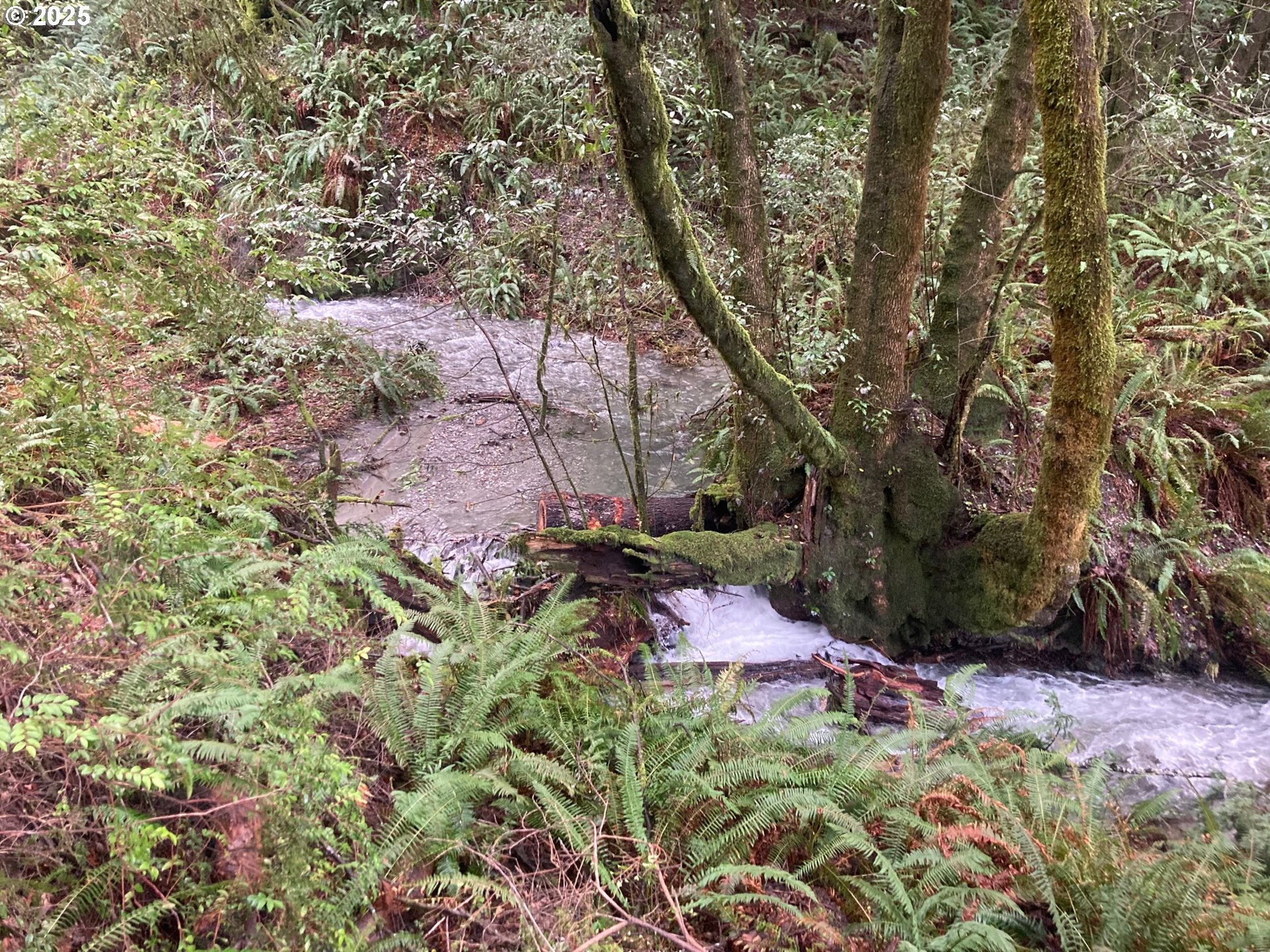 North Bank Road, Unit 201 Gold Beach, OR 97444 - Photo 4 of 7 a backyard of a house with lots of green space