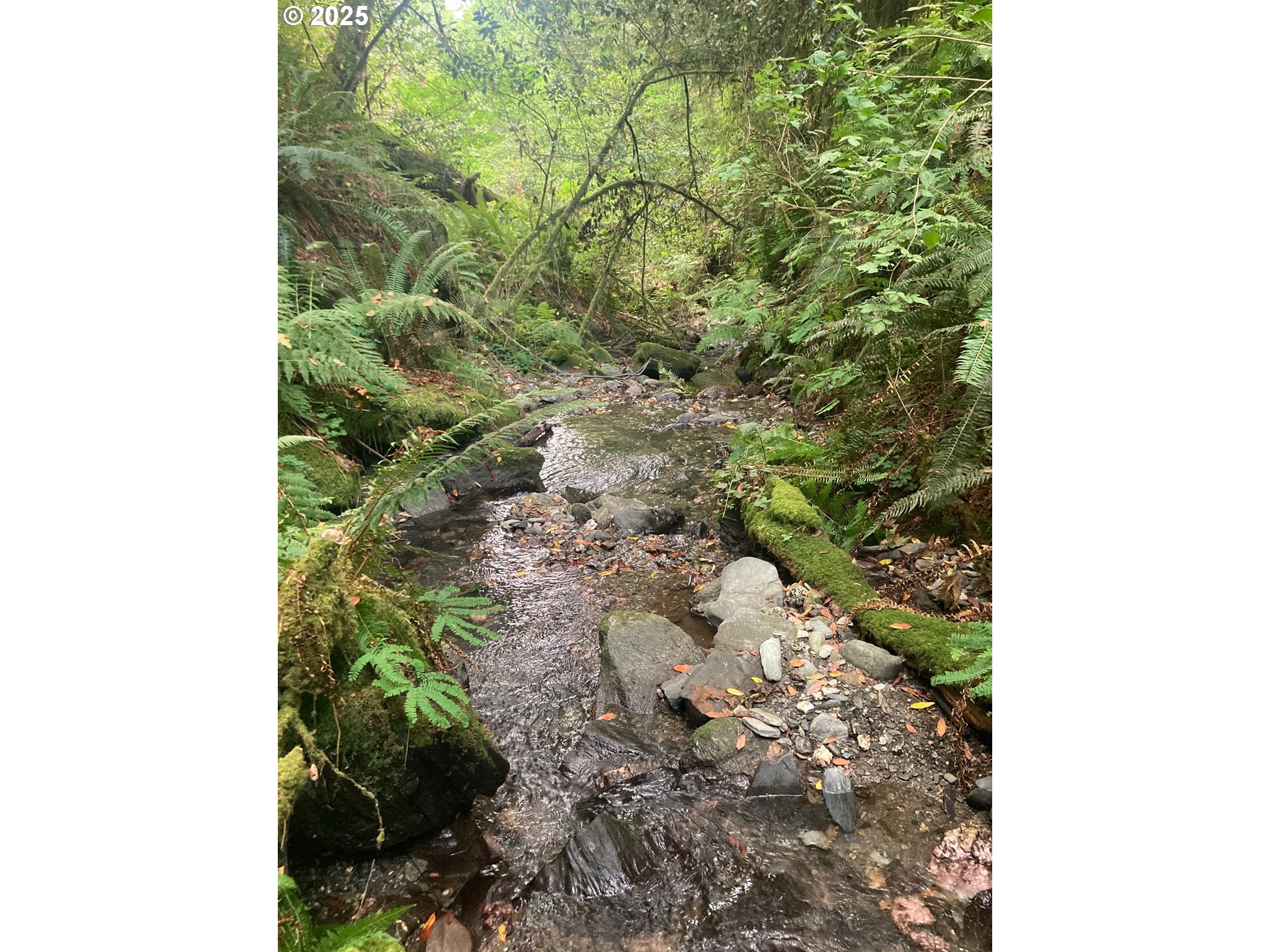 North Bank Road, Unit 201 Gold Beach, OR 97444 - Photo 5 of 7 a close up of a plant in a garden