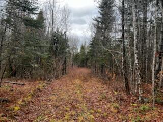 Lot 2 Greenleaf Brook Road Amity, ME 04471 - Photo 12 of 12 IMG_0905