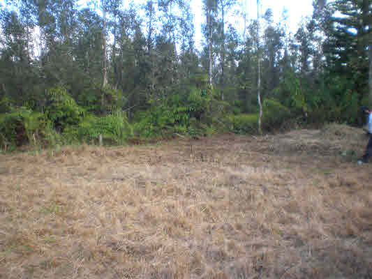 842 Molokai Road Pahoa, HI 96778 - Photo 2 of 14 Gallery Image 2