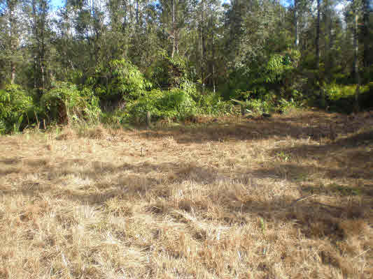 842 Molokai Road Pahoa, HI 96778 - Photo 3 of 14 Gallery Image 3